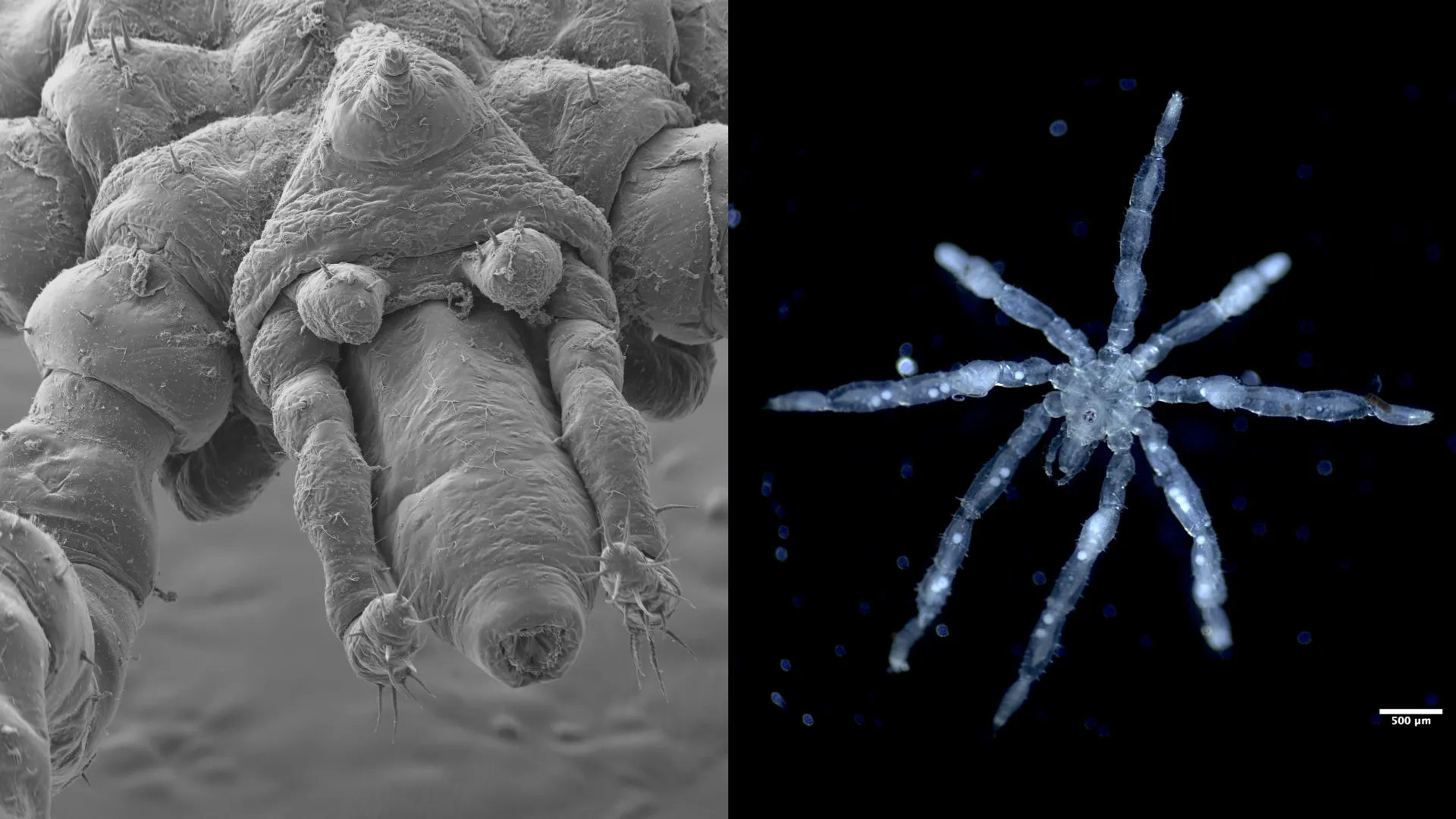 Scientists discovered two bizarre new sea spiders that are “nightmare fuel”