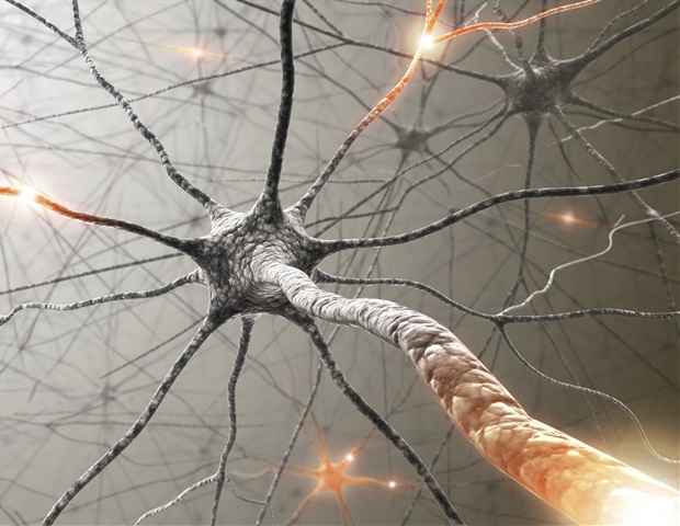 Specialized immune cells bridge the nervous and immune systems