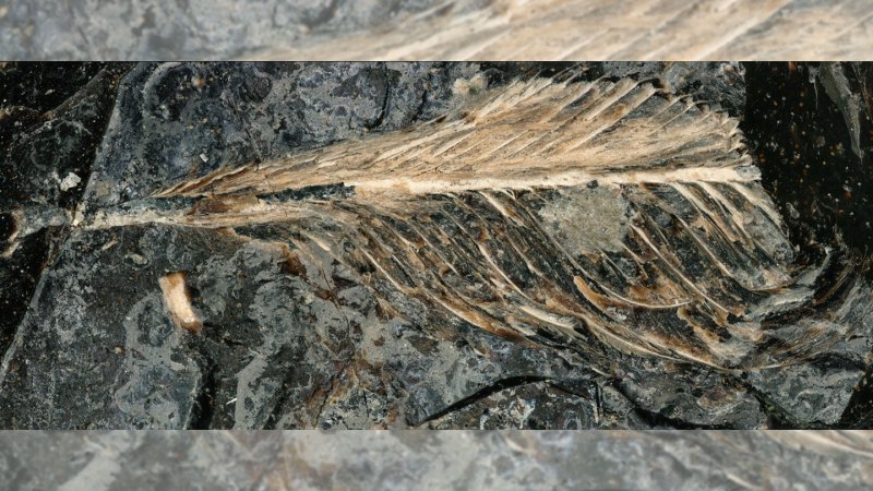These are the first feathers ever found in fossilized dinosaur poop
