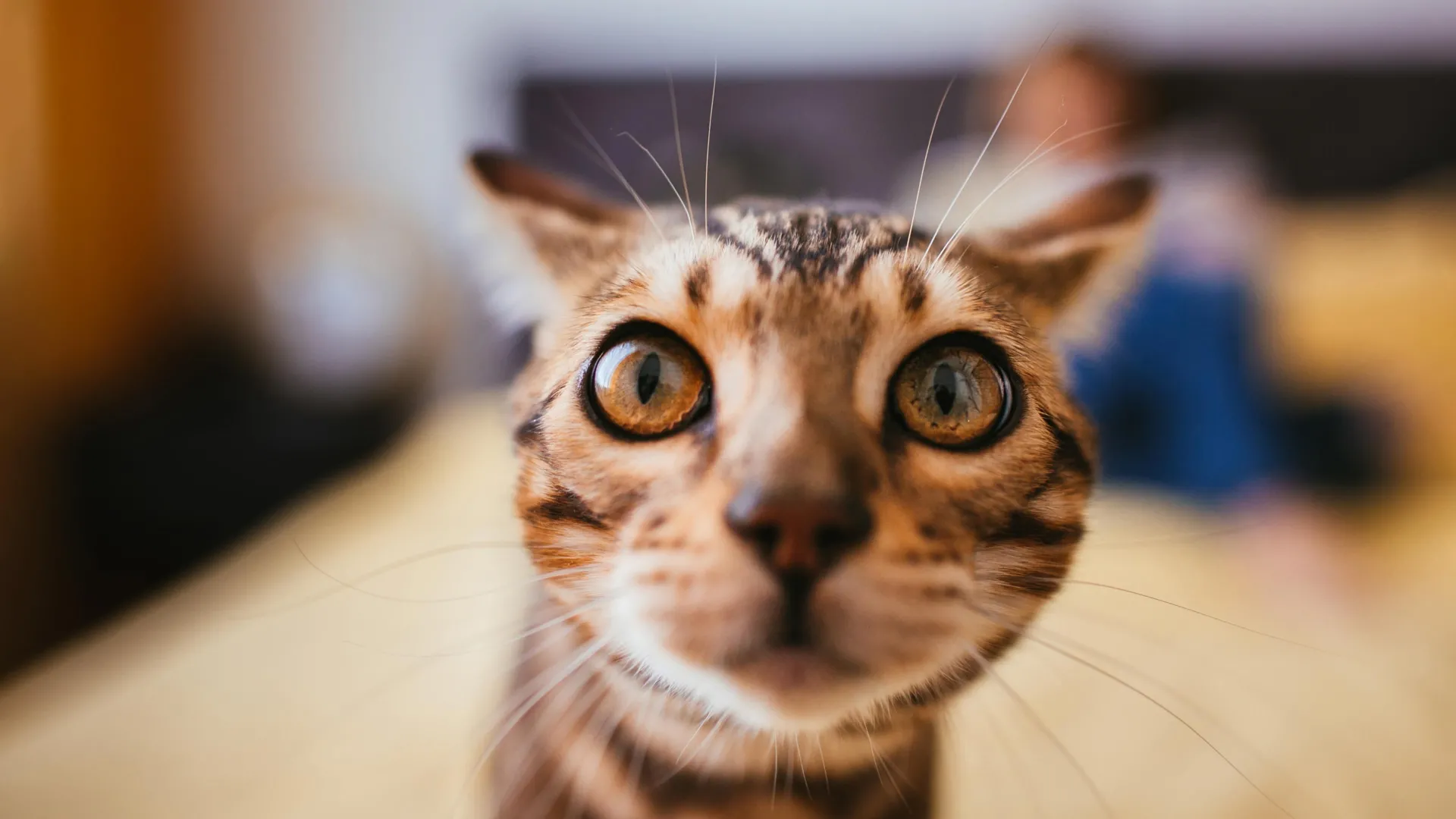 Scientists say house cats could help unlock better cancer treatments for humans