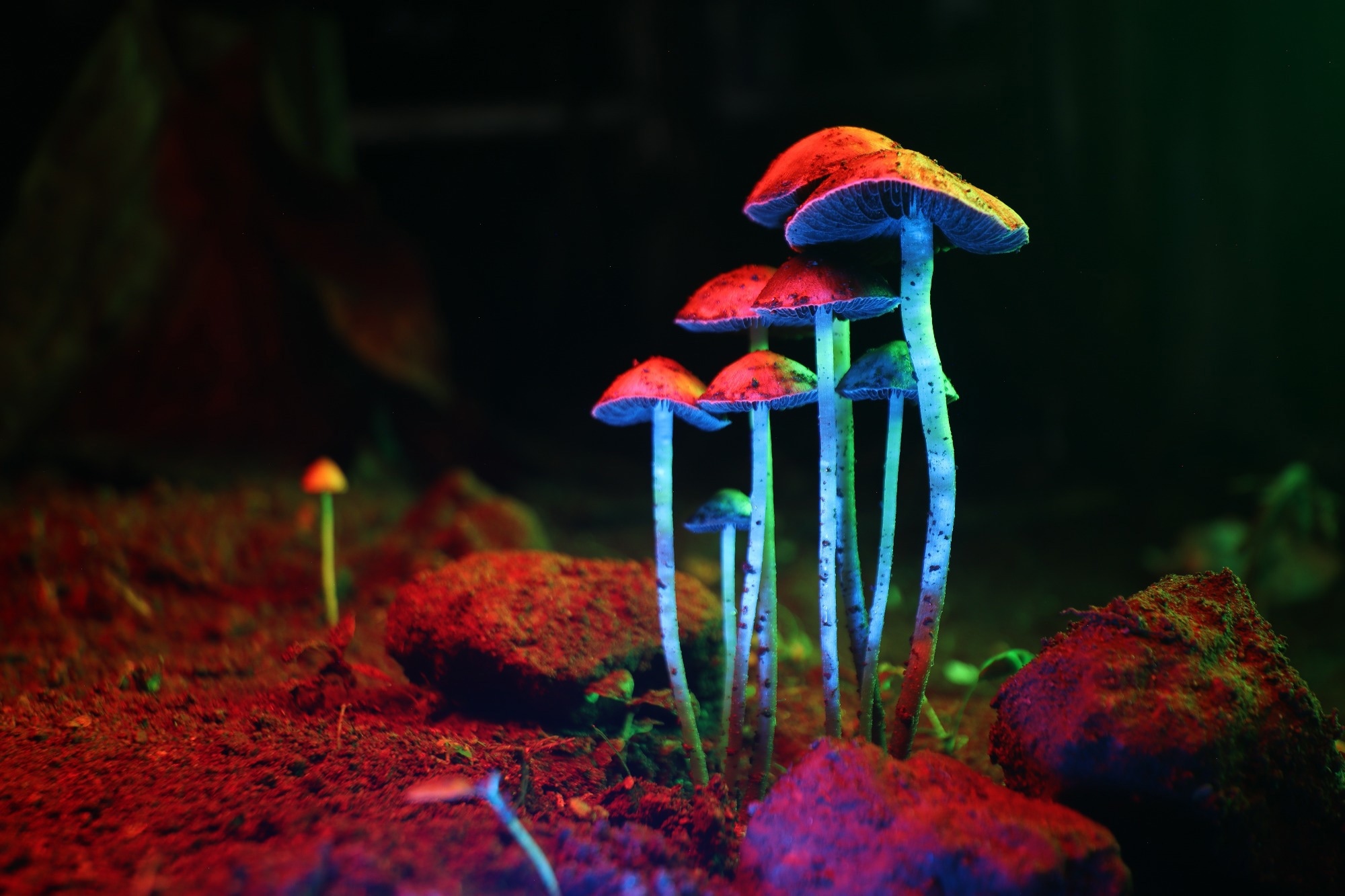 Could age help explain why psychedelic studies reach different conclusions?