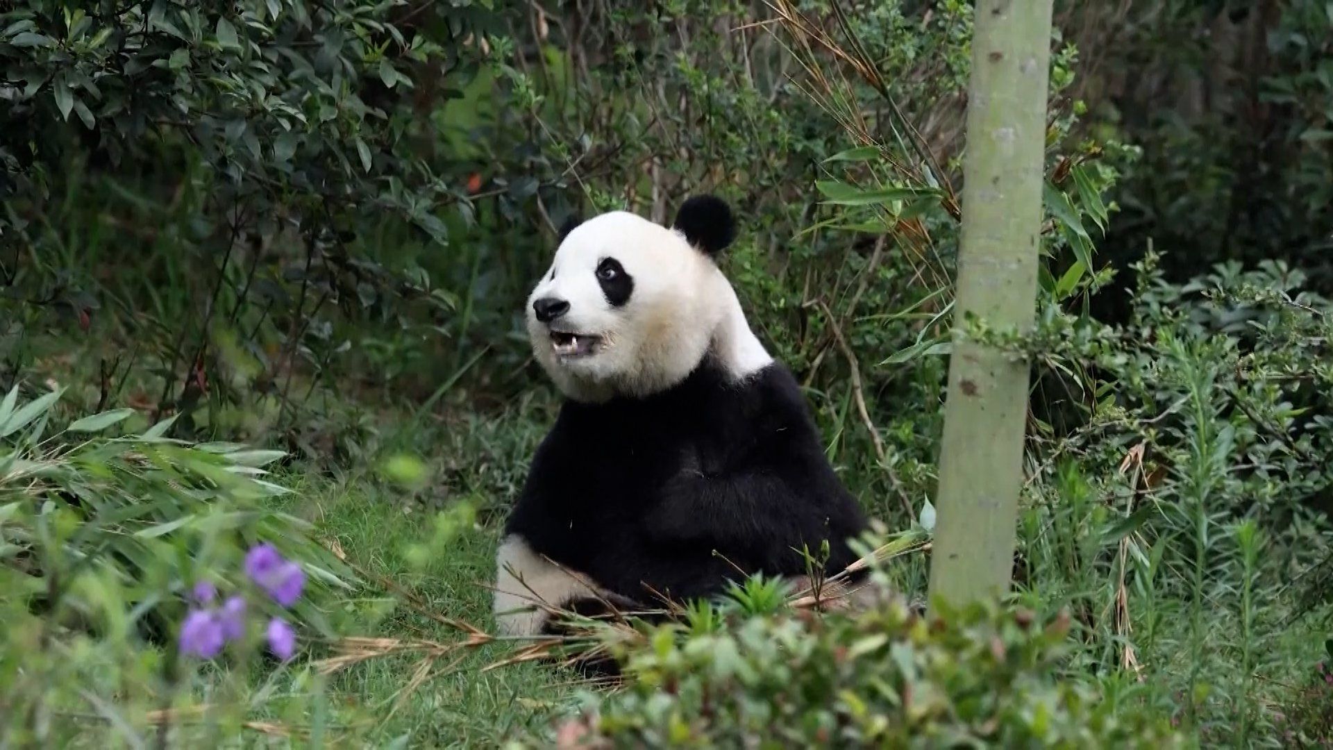 ‘Friendship pandas’ arrive in Atlanta, marking US-China relations moment