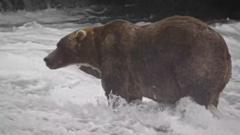 ‘Backpack’ declared Alaska’s Fat Bear Week winner
