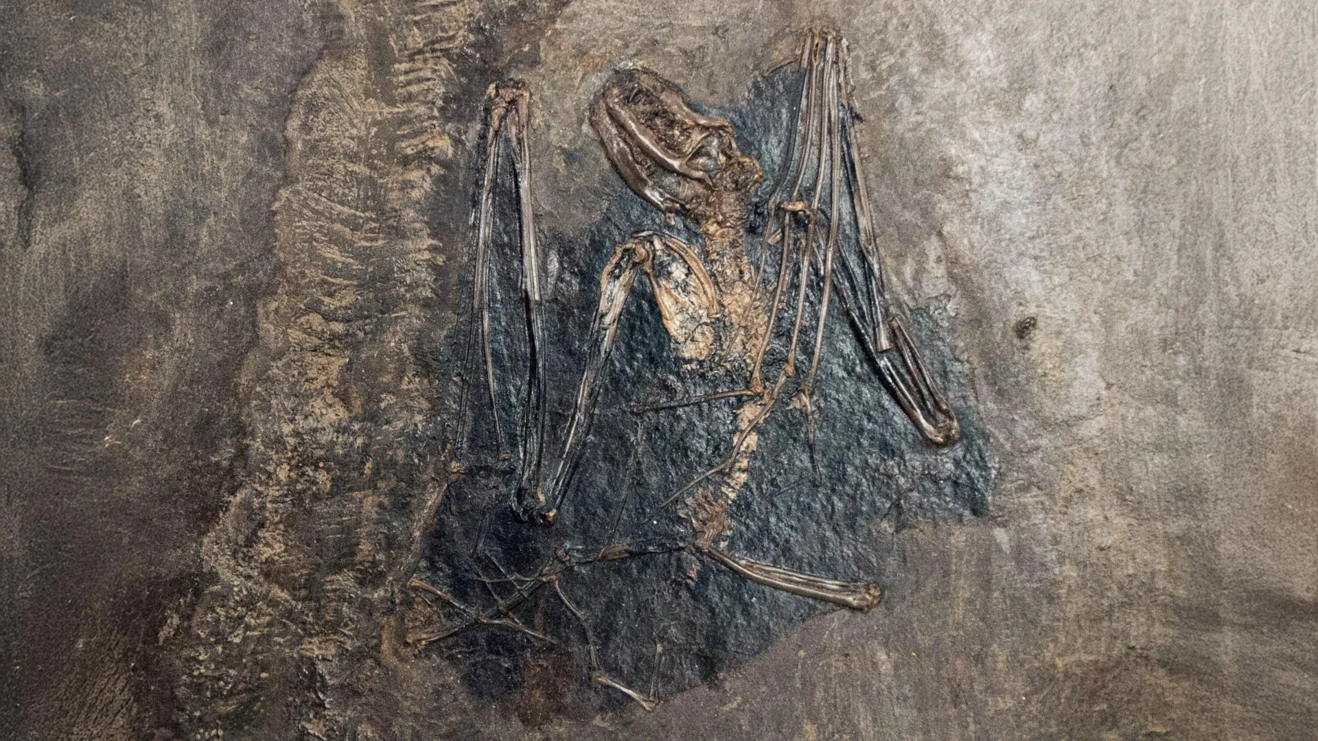 Bats may have first evolved in Europe 65 million years ago