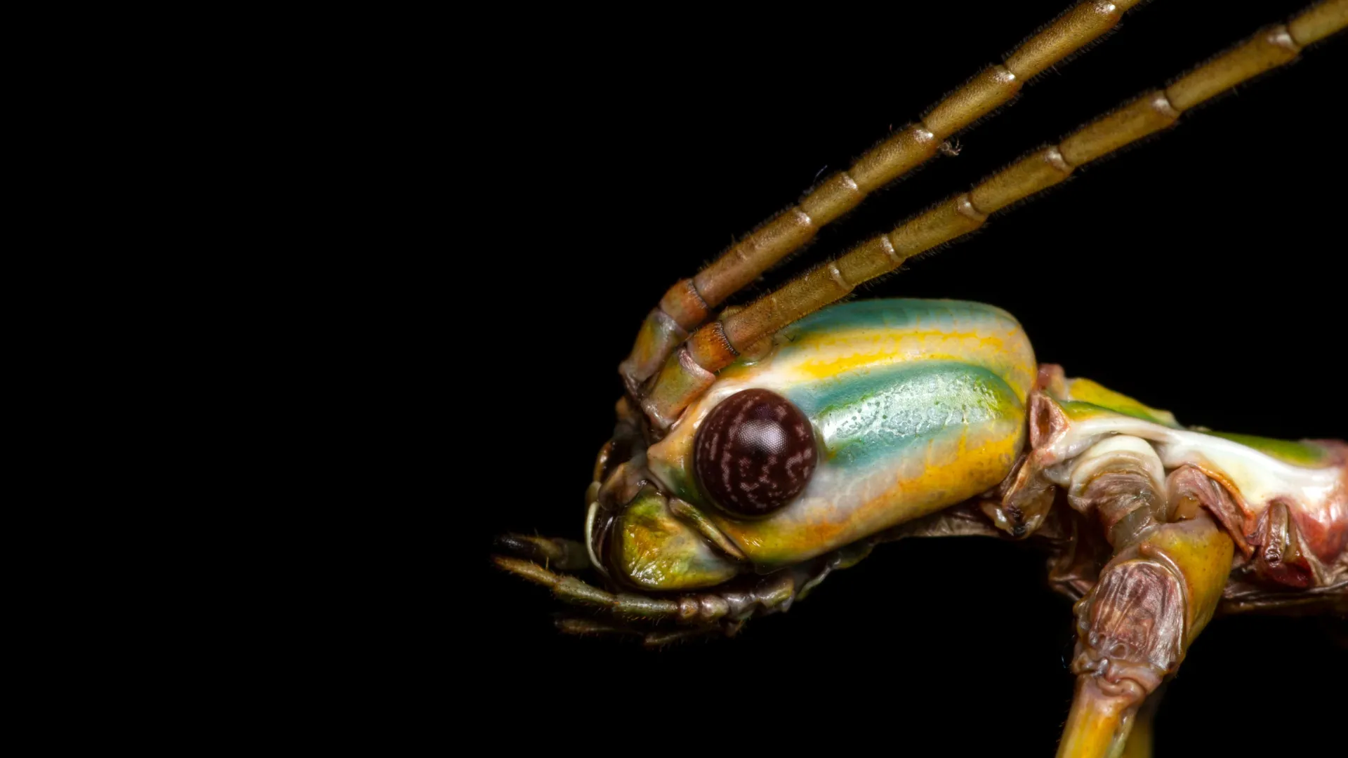 this-giant-stick-insect-fooled-scientists-for-decades