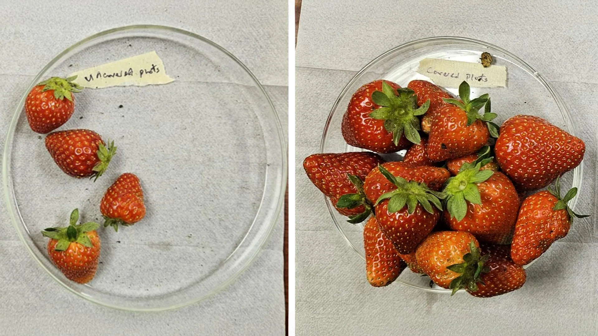 new-“plant-armor”-more-than-triples-strawberry-yields