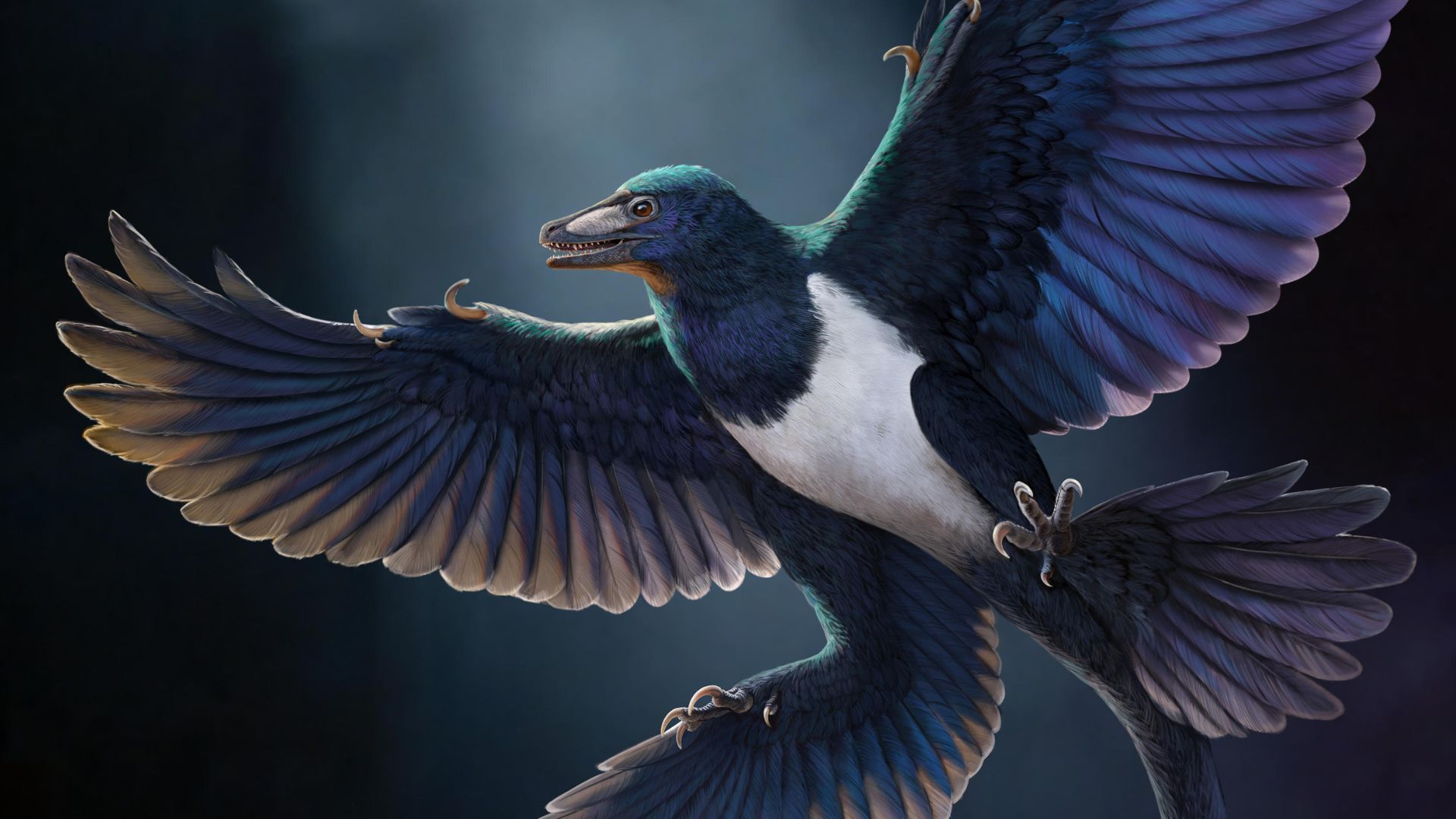 Remarkably preserved feathered dinosaur discovered in China reveals new secrets of flying-predator evolution