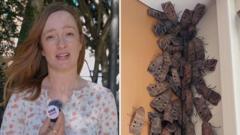 Why are these endangered moths swarming Australia’s east coast?