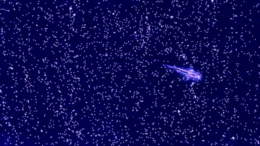 Sea Monkeys Show Scientists How To Rewrite a Rule of Turbulence