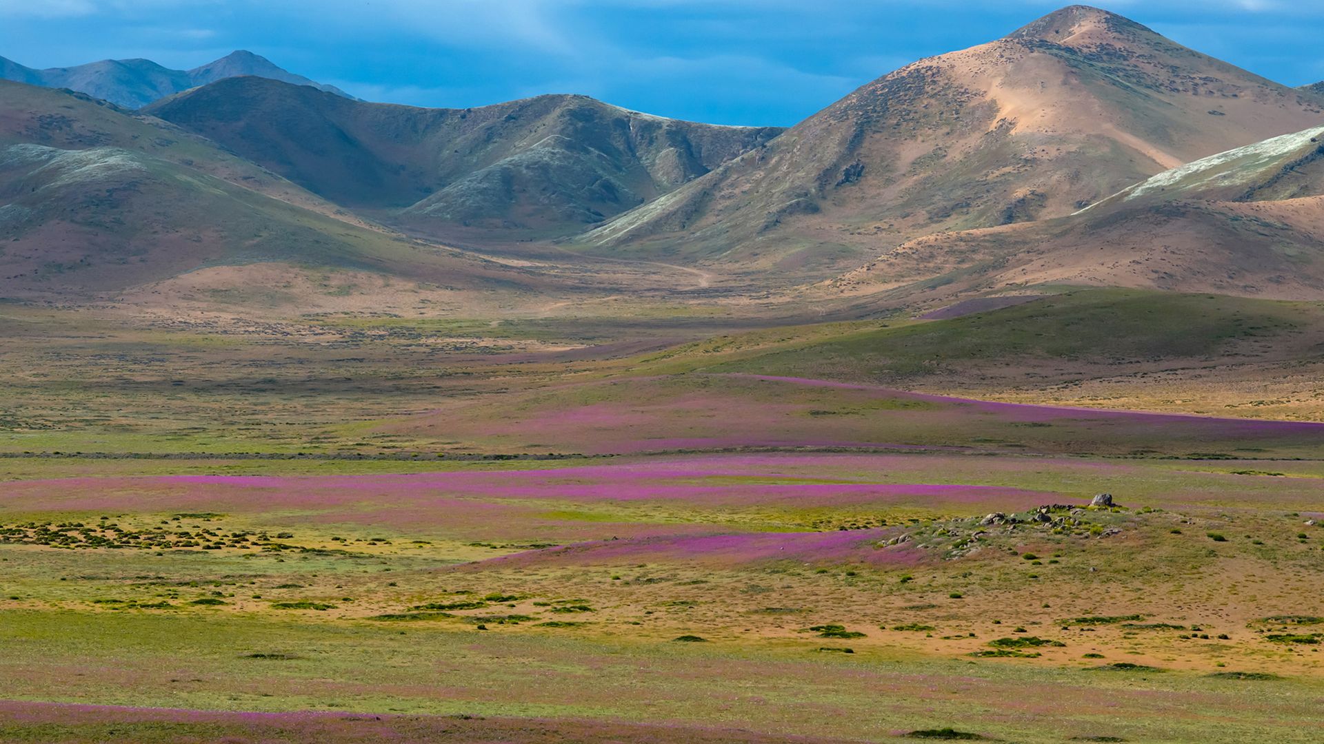 Colorful wildflowers bloom across Chile’s Atacama Desert in wake of ‘super’ El Niño