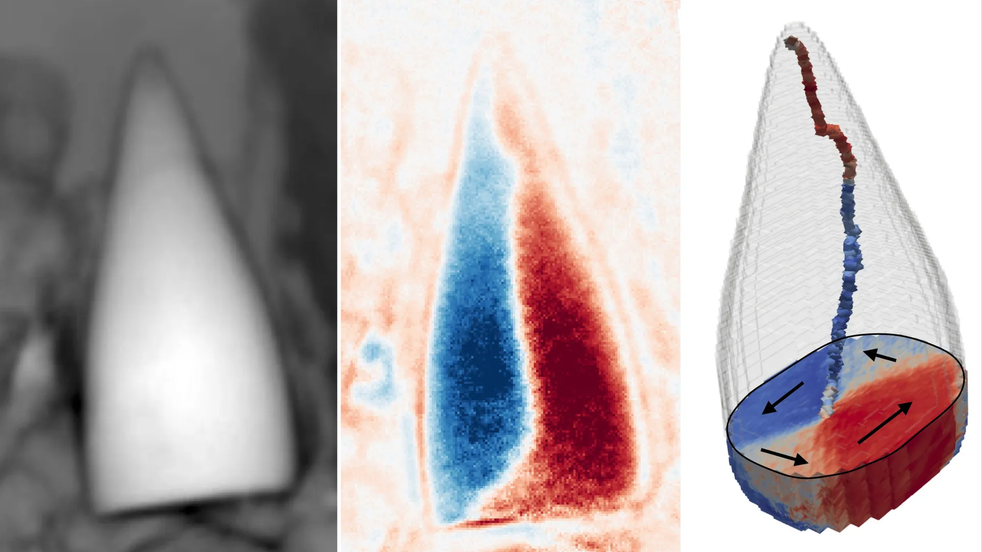 97-million-year-old fossils reveal the earliest known animal “GPS”