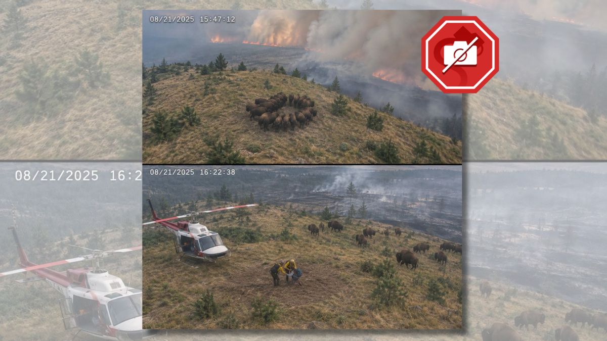 Does image show bison herd protecting hiker from wildfire?