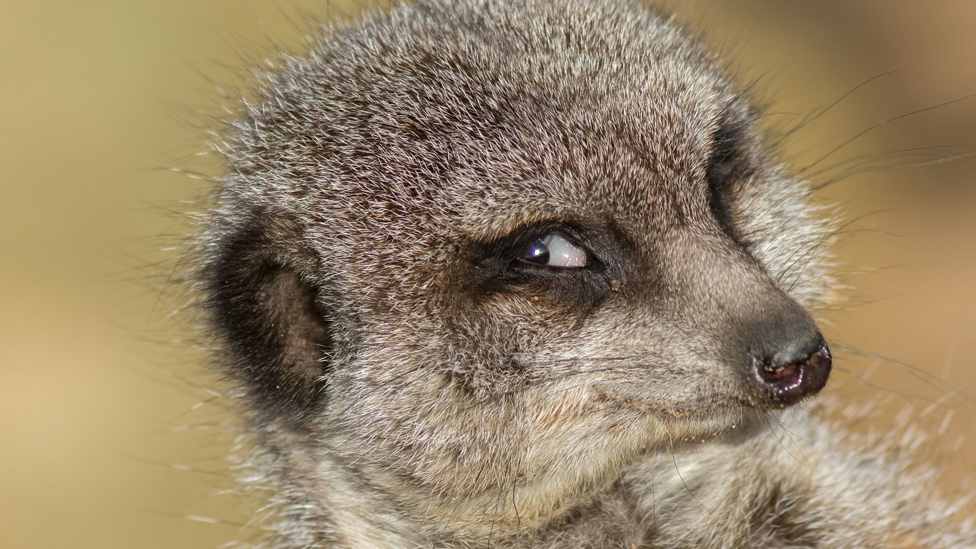 Do animals experience schadenfreude?