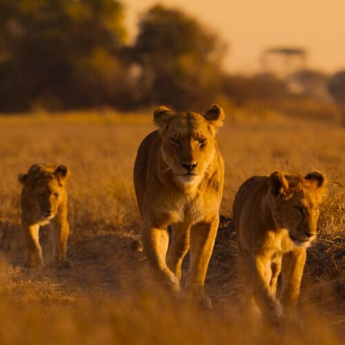 Lions and cheetahs and chimps, oh my: a spotlight on Africa’s diverse wildlife
