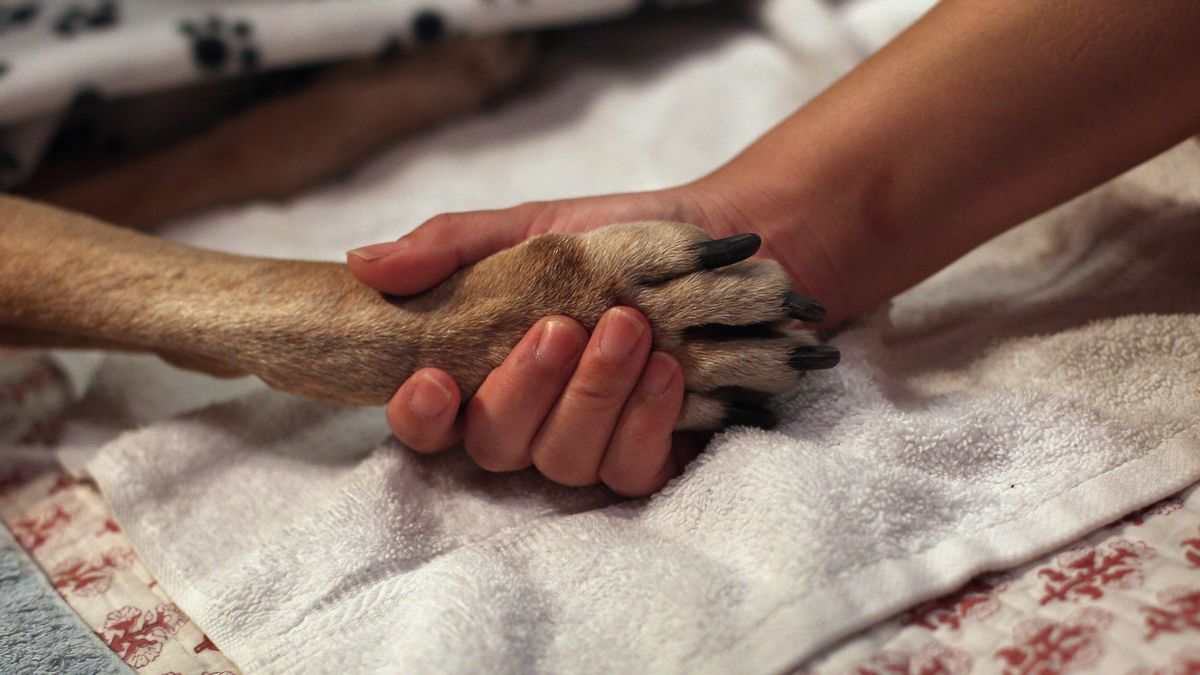 PETA euthanized 67% of animals it took in during 2024, data shows