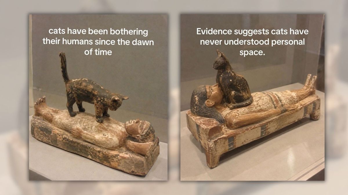 Images allegedly show ancient Egyptian sculptures with cats ignoring personal space. Are they real?