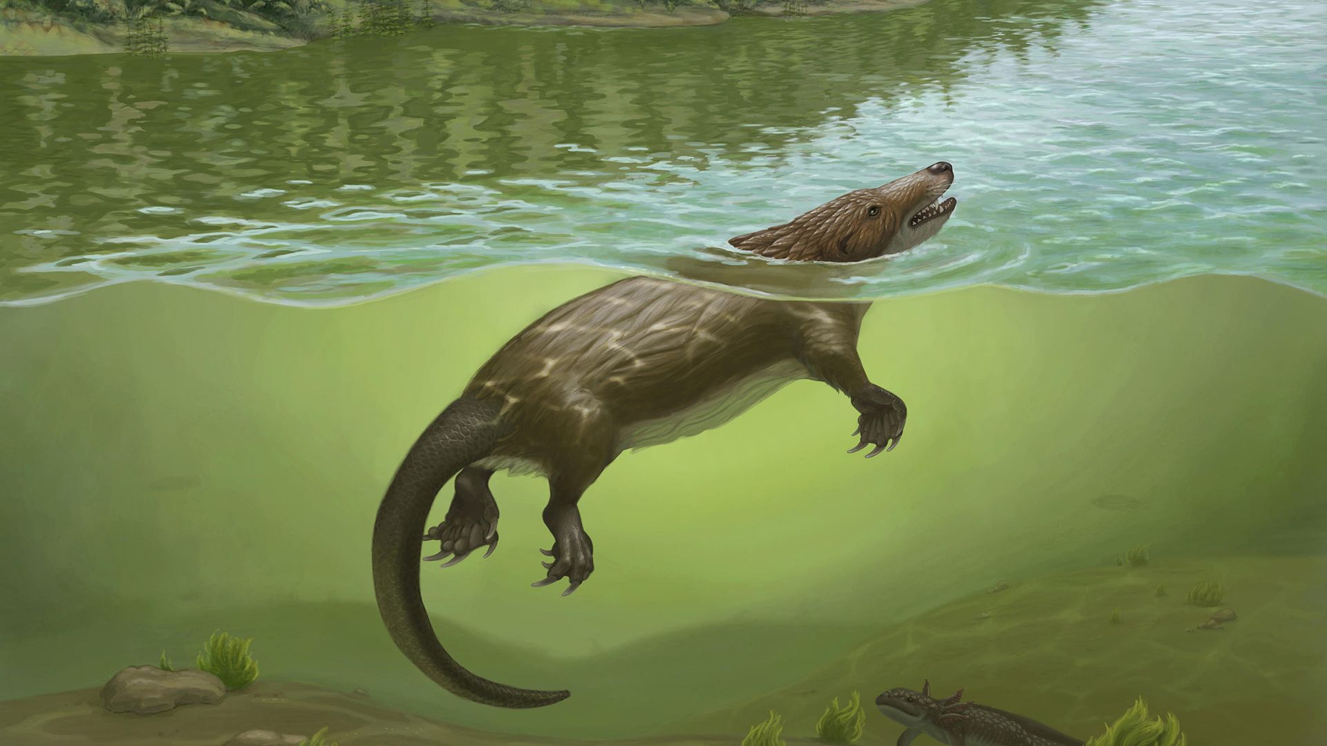 ‘It looks like a chimera’ — 168 million years ago, a strange platypus-like mammal relative lived in China alongside dinosaurs