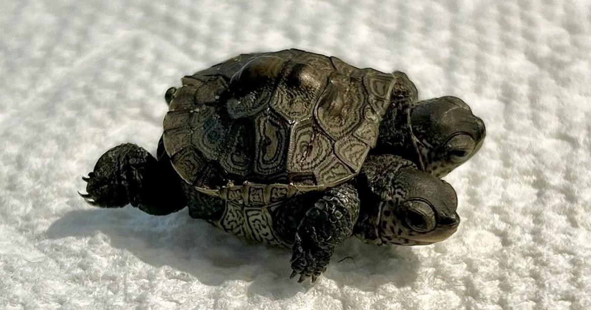 Rare two-headed baby turtle discovered with ‘two distinct personalities’