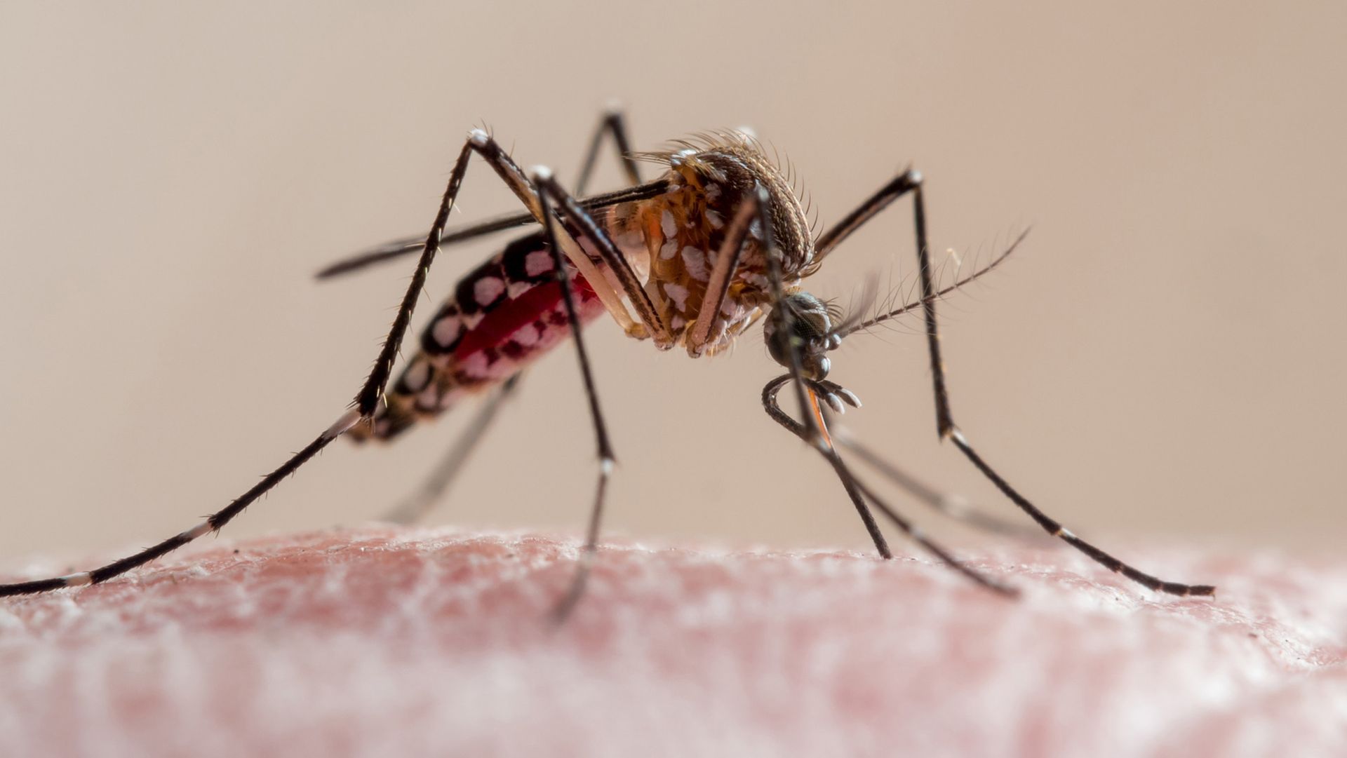 Why are dengue cases surging in Florida this year? An ‘unlucky’ combination of factors, experts say