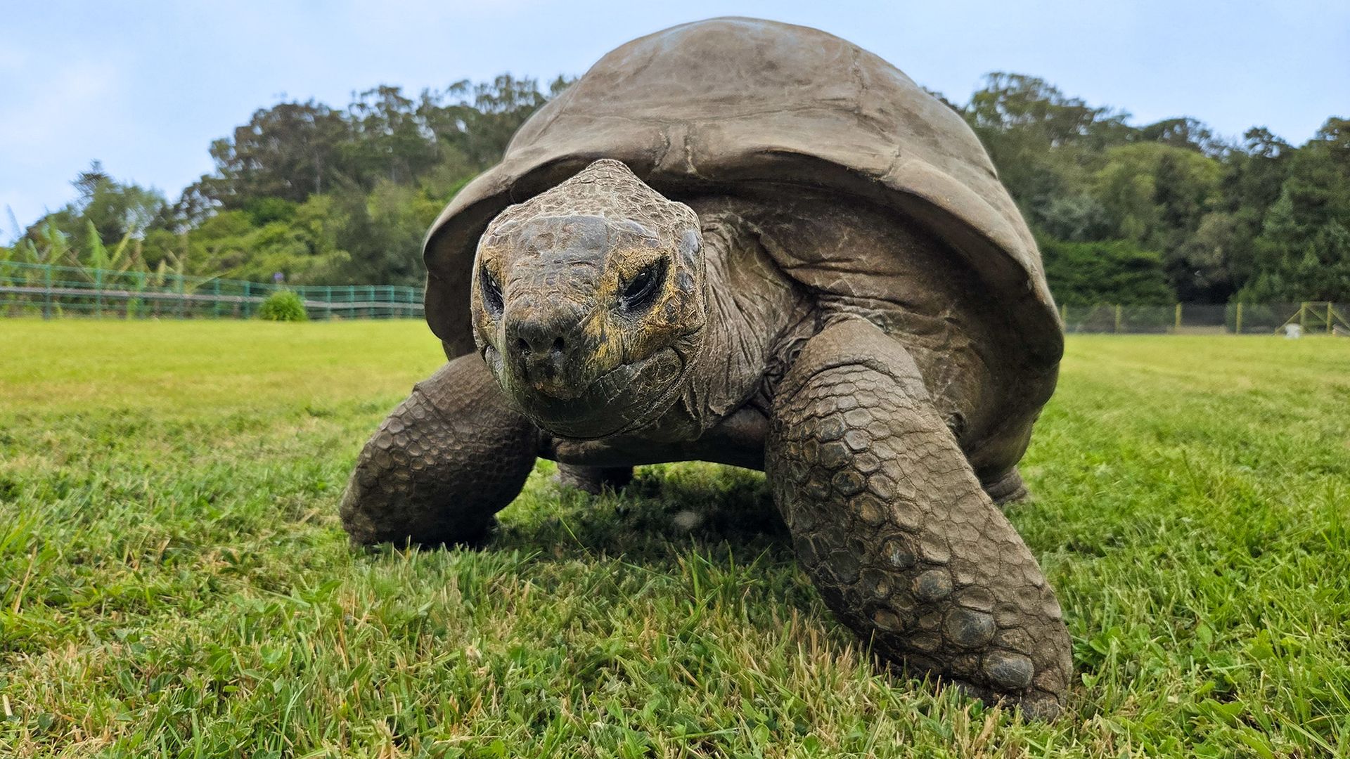 Jonathan the tortoise has lived to 194 years old — now scientists think they know why