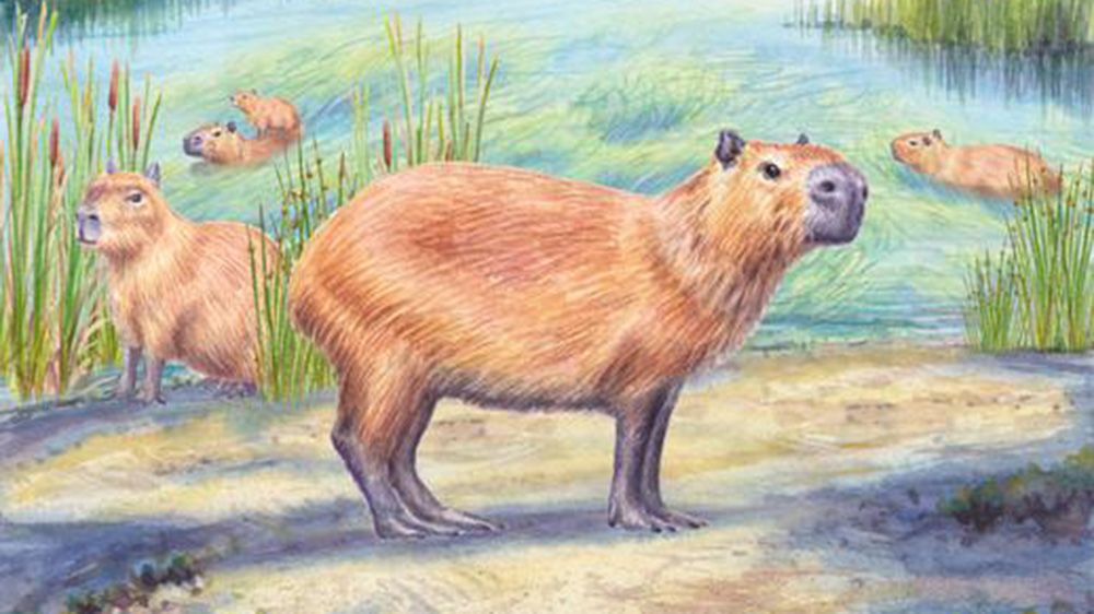 ‘Freakish’ discovery of 9 million-year-old capybara tooth supports idea that Atacama wasn’t always a desert
