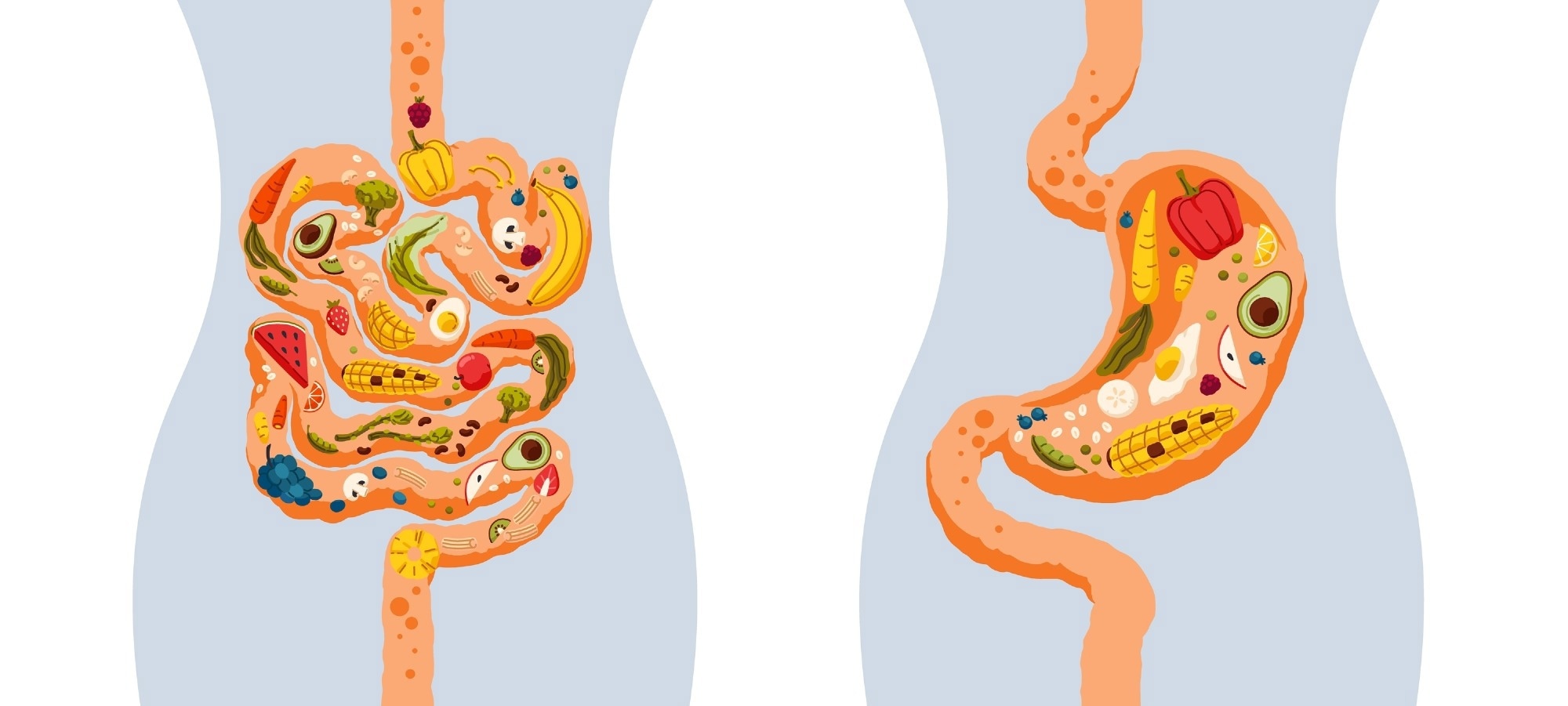 Body fat distribution may influence hunger hormones more than daily diet