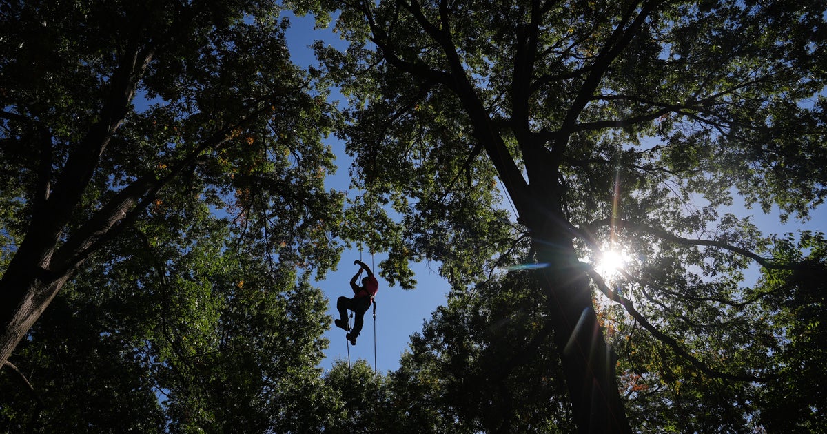 International Tree Climbing Contest Draws Climbers