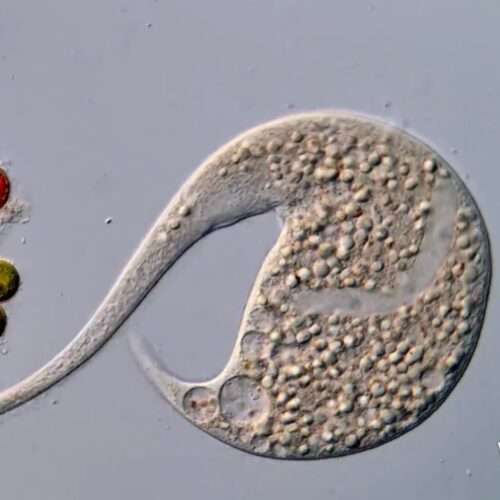AI disqualification yields new Nikon Small World in Motion winner