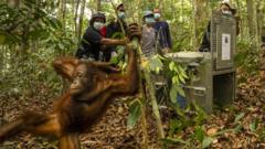 Orangutans released back into Borneo forest after devastating fires