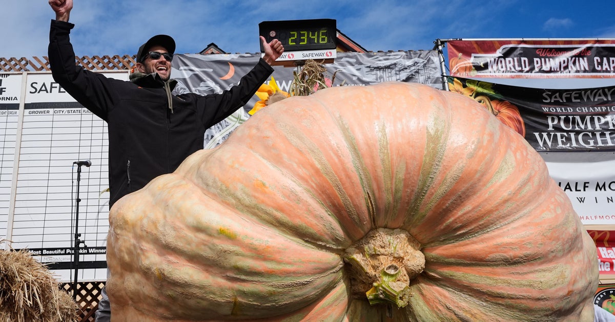 Giant Pumpkins Battle For Glory — And World Records