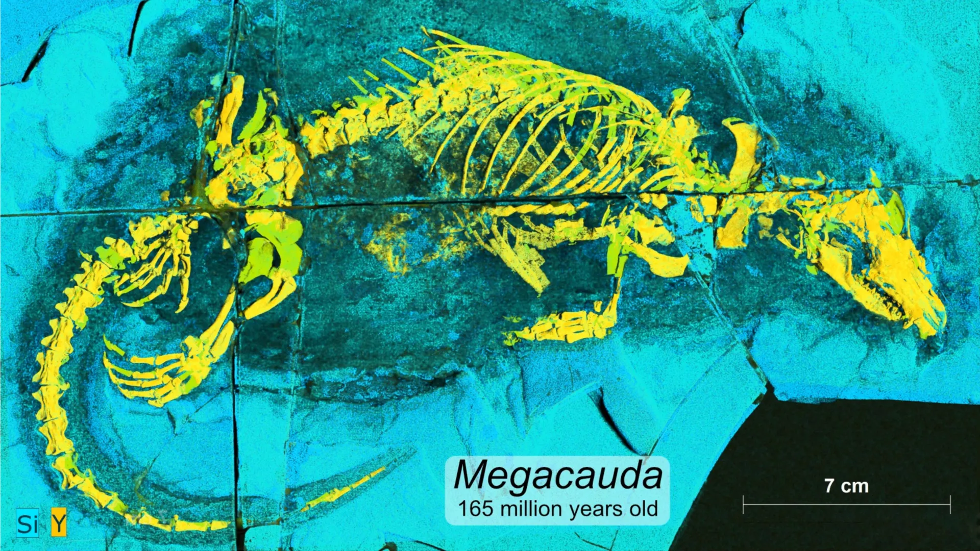 this-tiny-jurassic-predator-helped-pave-the-way-for-the-human-brain
