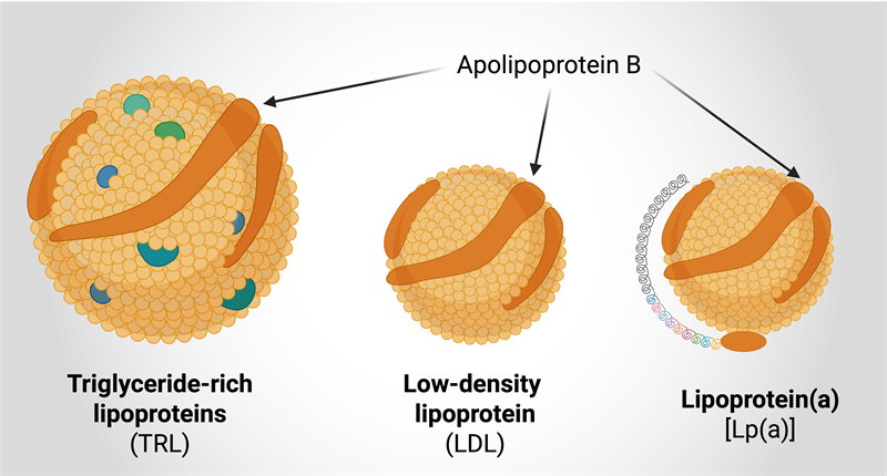 Beyond ‘bad’ cholesterol: new clues to the risk of heart disease