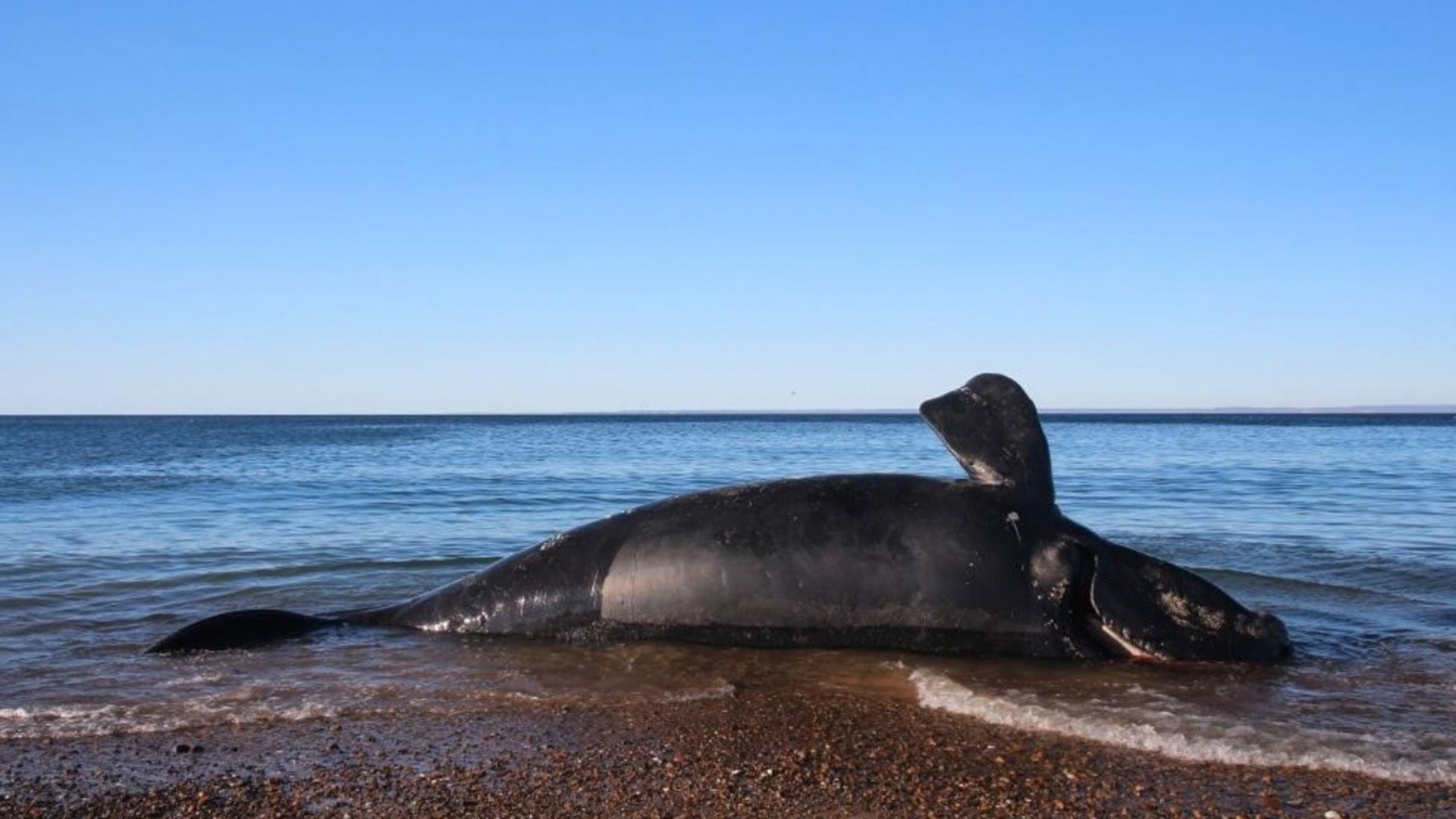 Hundreds of whale calves have mysteriously died in Patagonia — and scientists are racing to find out why