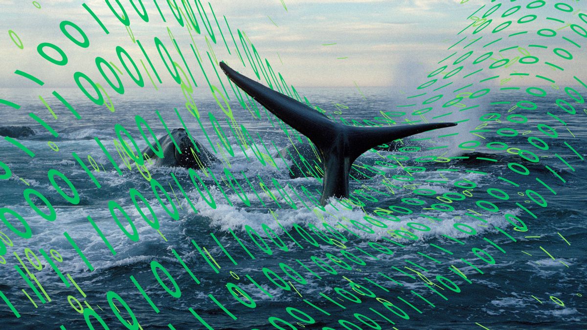Proposed Maine underwater data center that could harm endangered whales is far from done deal