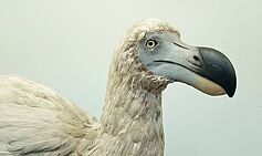Dodo revival one step closer after AI identifies ‘2,300 genetic features’