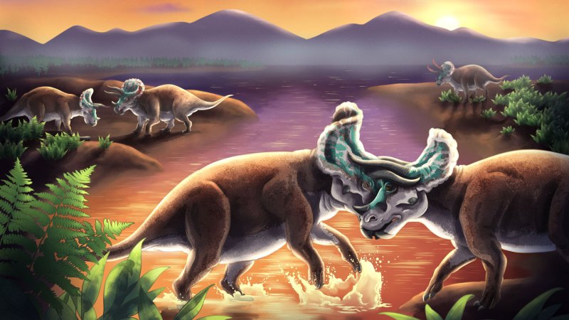 Horned dinosaurs’ weapons evolved to handle the forces of combat