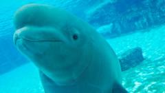 The uncertain future of Canada’s 30 rescued belugas