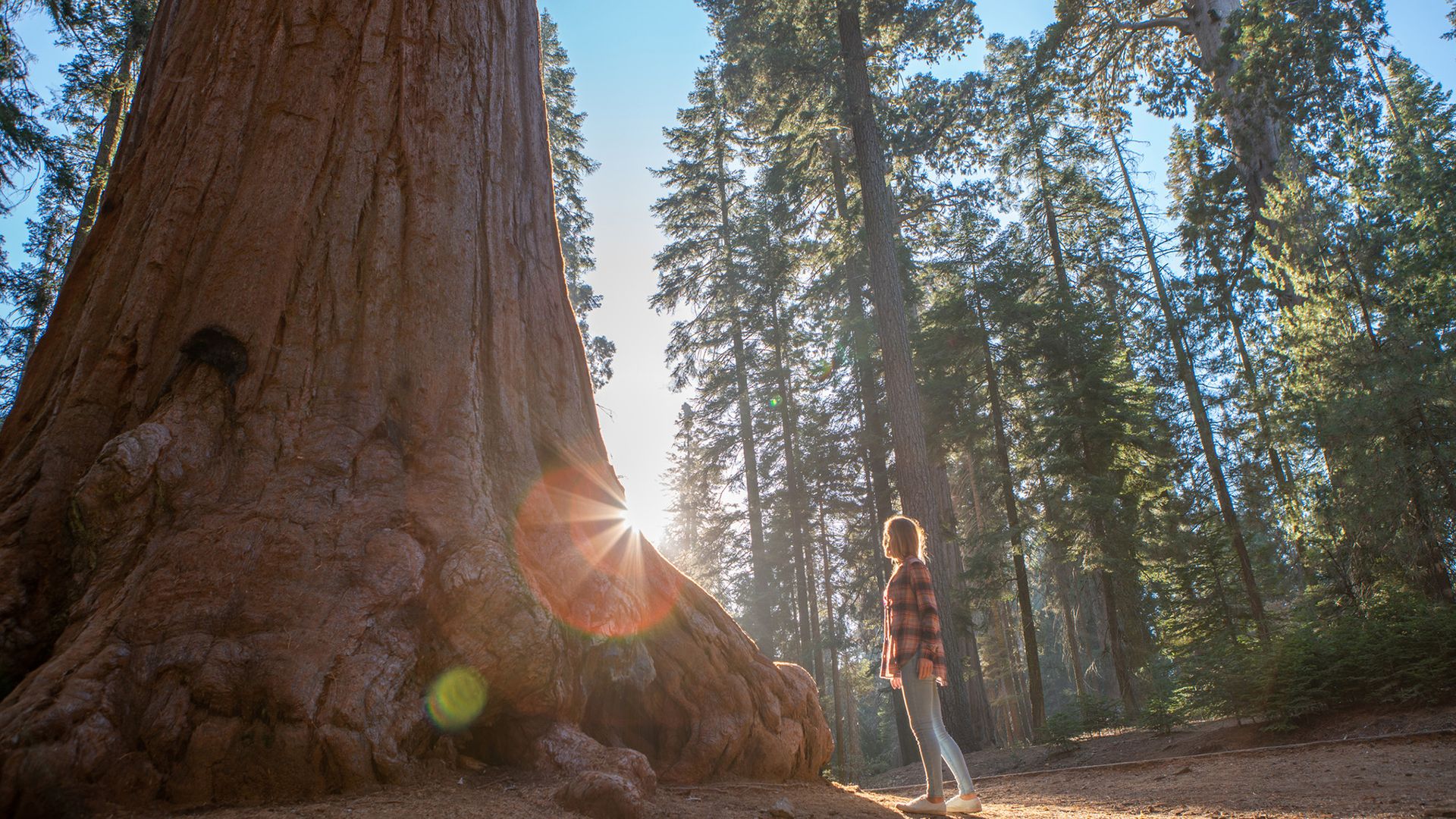 California redwoods are struggling in the heat — and it’s not clear how much damage is being done