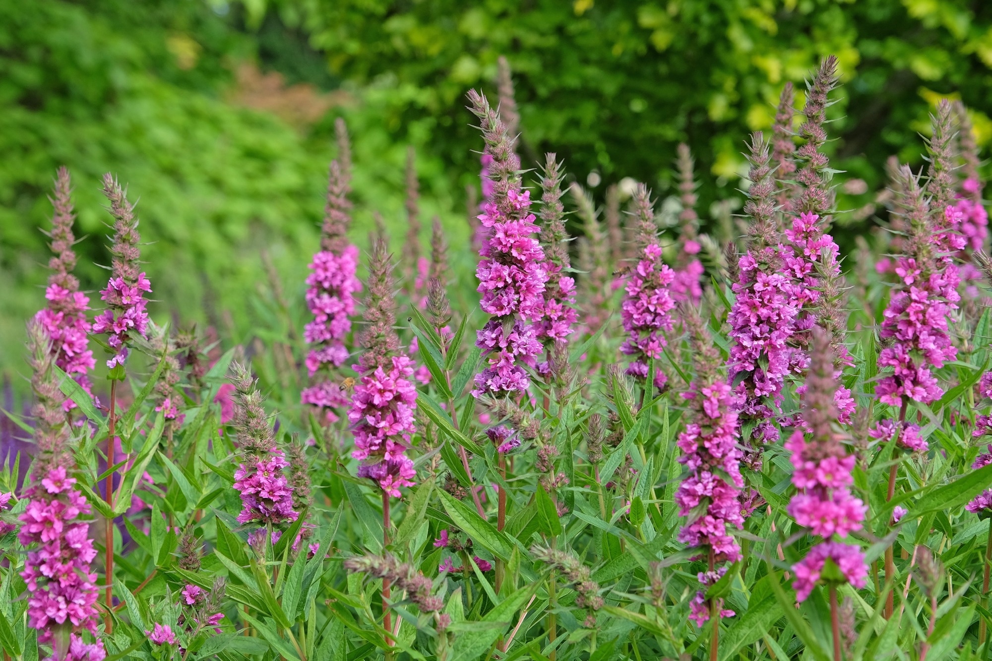 Could this flowering plant help people lose body fat?