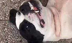 Neighbors ‘appalled’ after catching man sexually assaulting dog