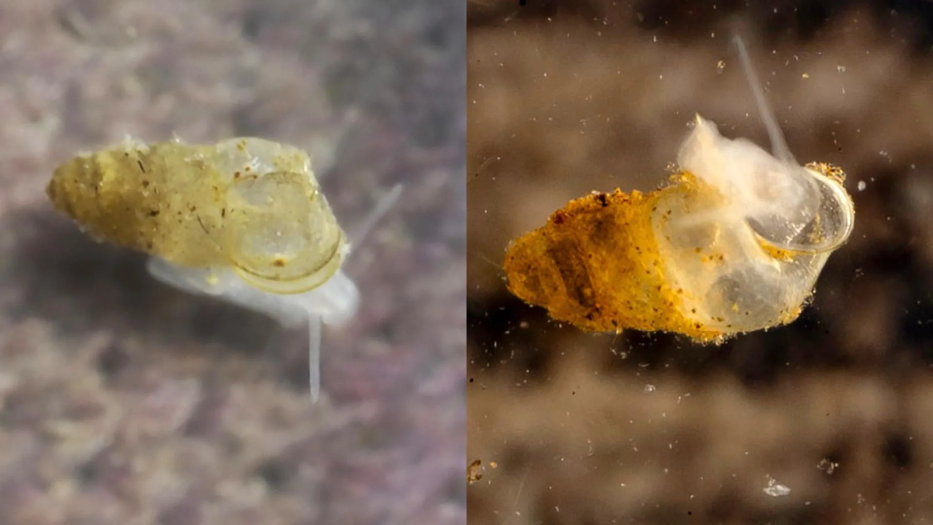 scientists-discover-ghostly,-eyeless-creature-hidden-in-chinese-cave