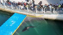 Celebrity shark guided out of South Korea canal refuses to swim out to sea