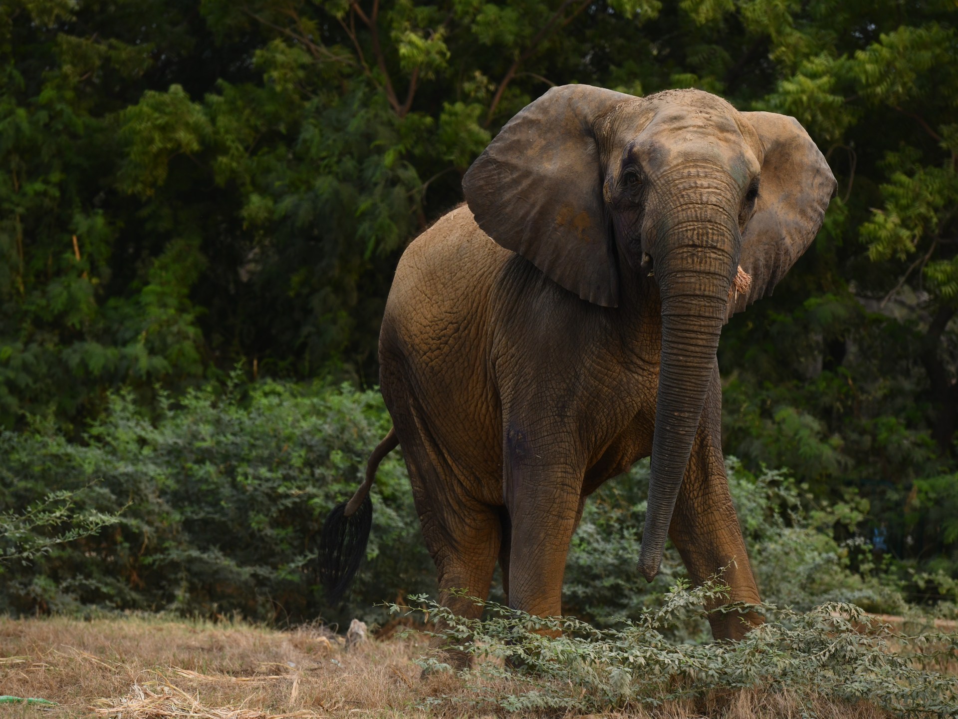 Keeping Madhubala alive: The fight for Karachi’s captive elephants