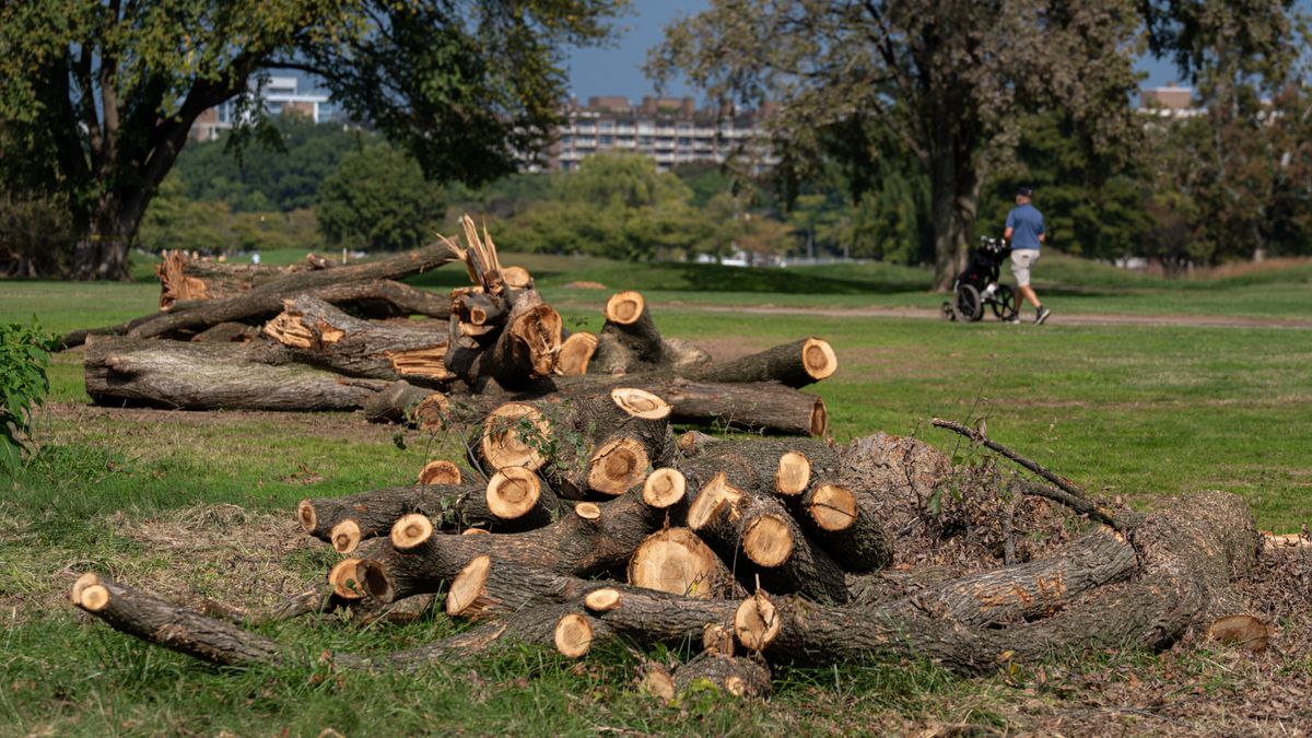 Trump admin chopping down trees: 4 claims, investigated