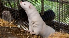 Denmark to ban mink farming in government U-turn