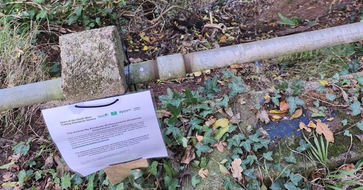 Dead goats are being dumped in a forest and no one knows why