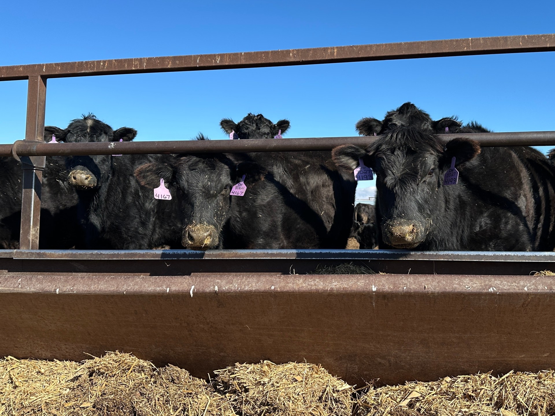 Trump’s tariff pause angers some US ranchers, boosts Brazilian beef imports