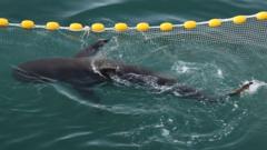 A shark went astray and captured Korea’s heart – will she finally make it back to sea?