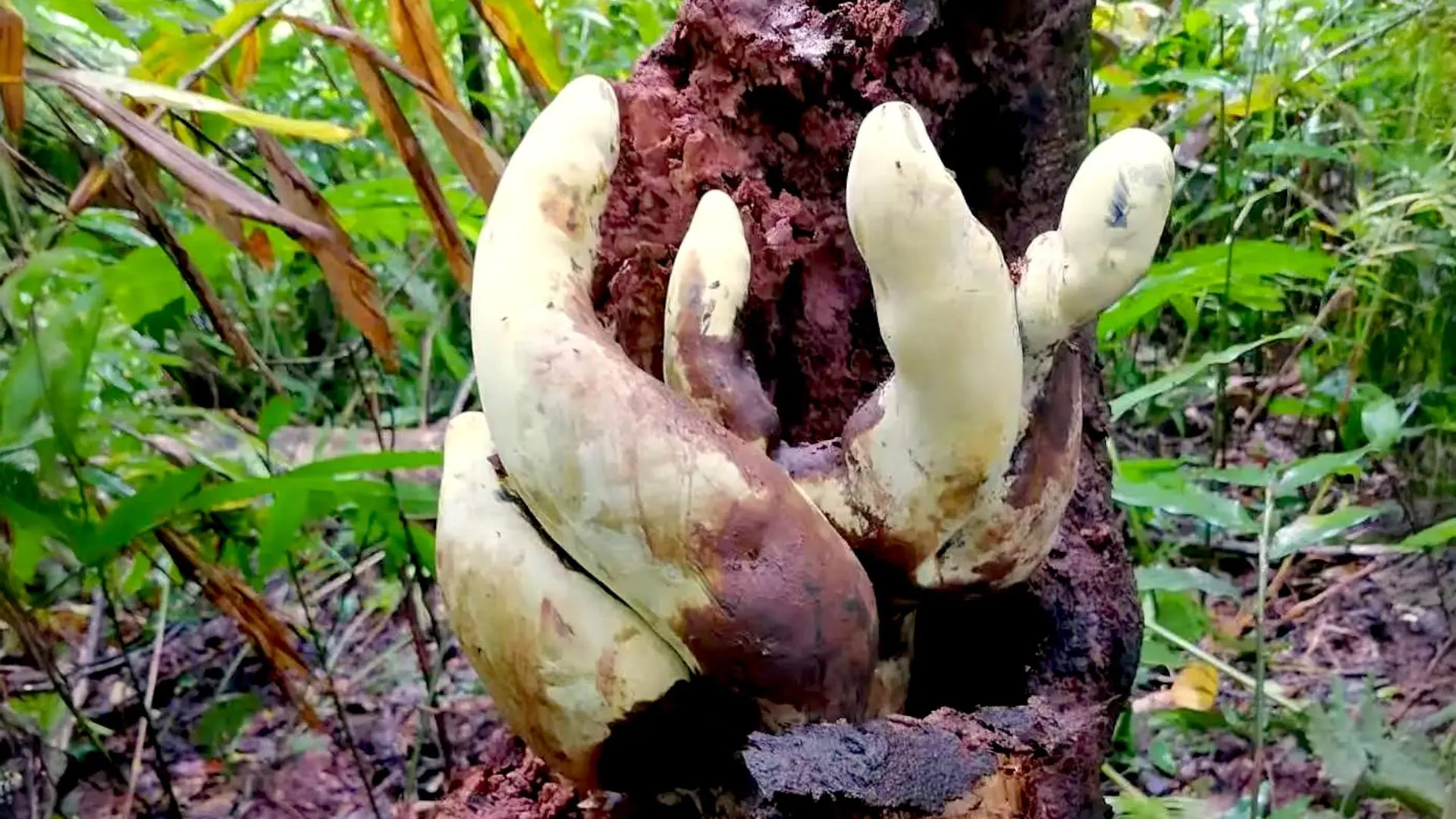 Chinese scientists discover “D-rex,” a giant fungus with roots stretching back 65 million years