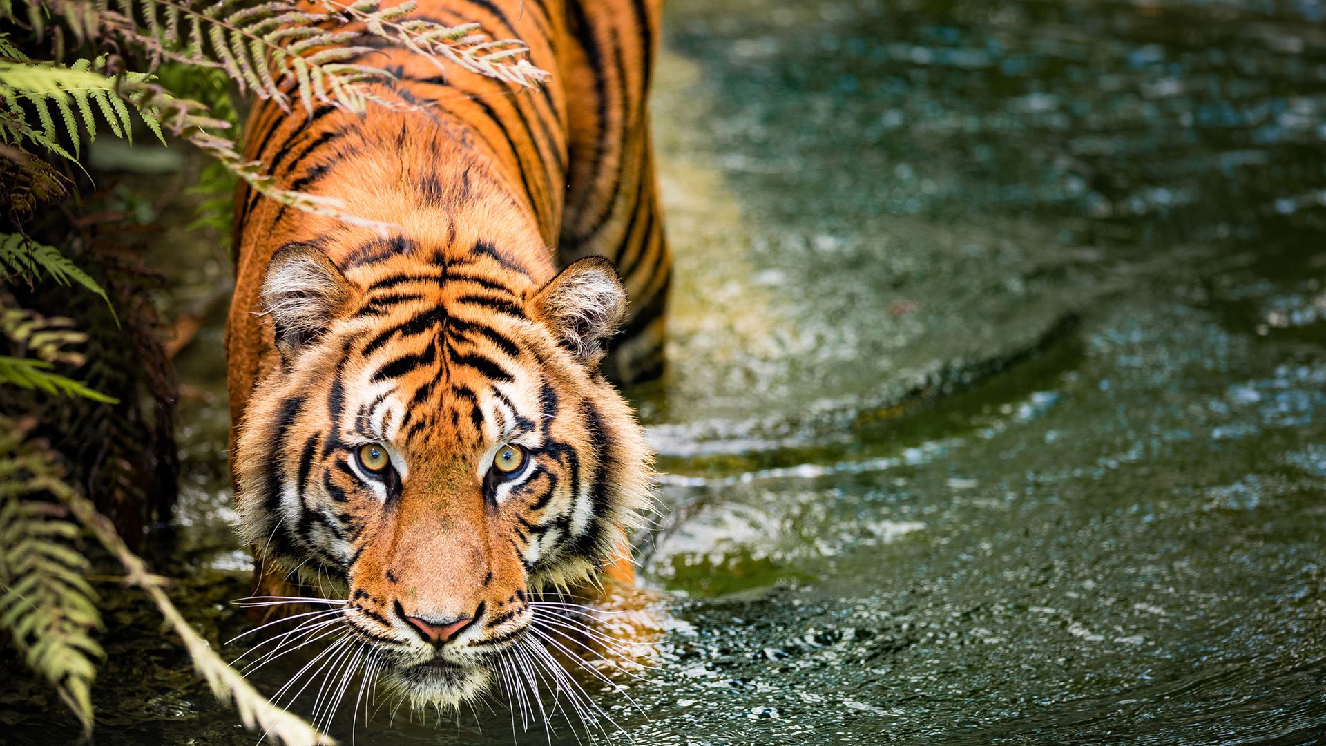 Rare tiger behaviors captured on camera show ‘we really know nothing about them’